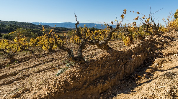 Abadia de Poblet (5) vine resize